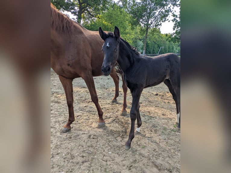 Westphalian Mare  in Vreden