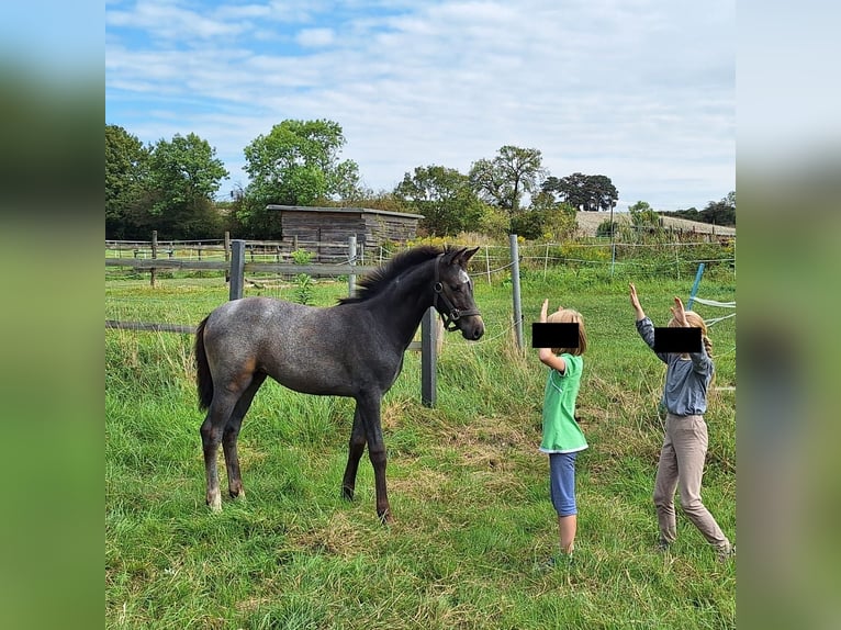 Westphalian Mare Foal (05/2024) Gray in Hamm