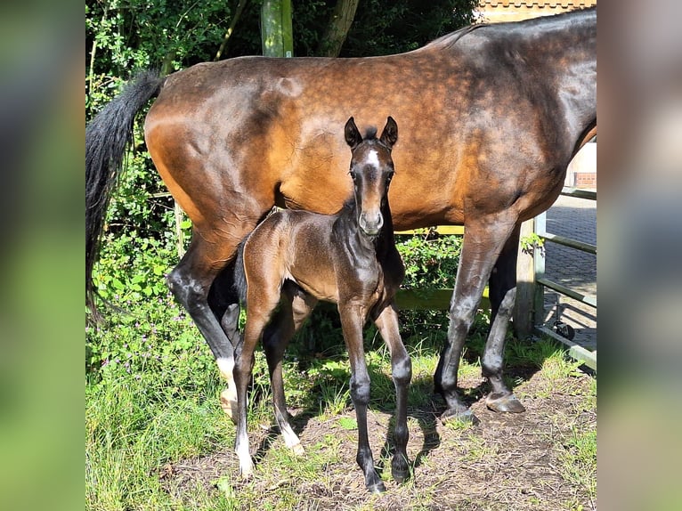 Westphalian Mare Foal (05/2024) Gray in Hamm