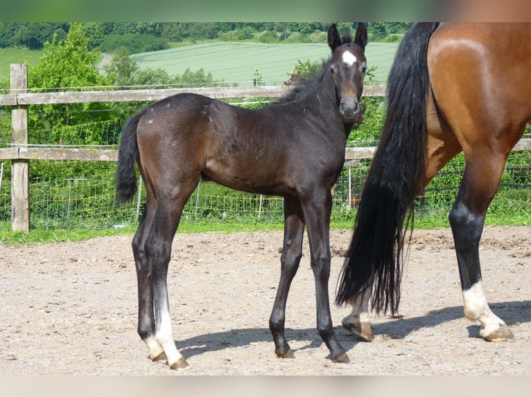 Westphalian Mare  Gray in Marienm&#xFC;nster