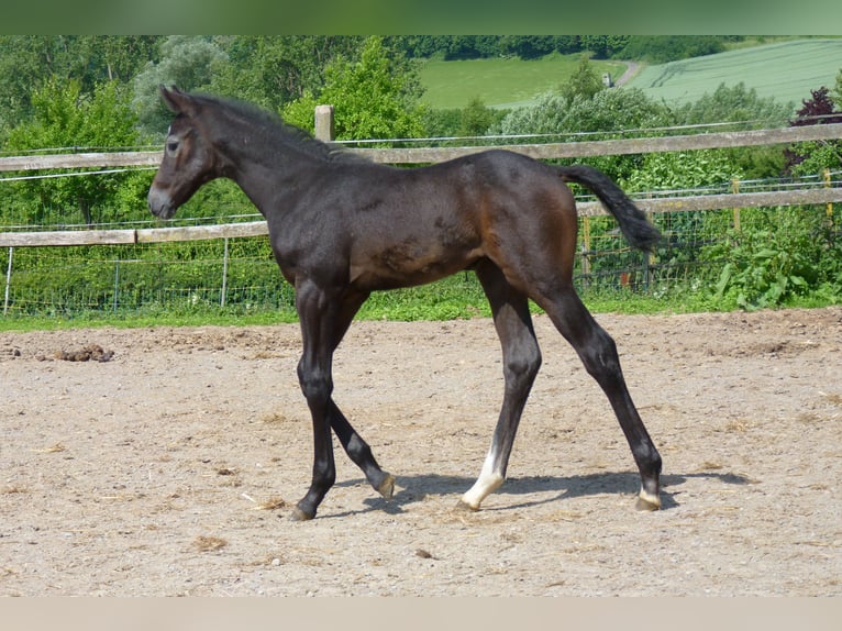Westphalian Mare  Gray in Marienm&#xFC;nster