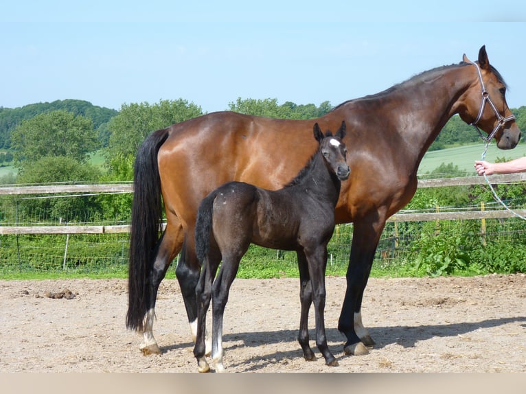 Westphalian Mare  Gray in Marienm&#xFC;nster