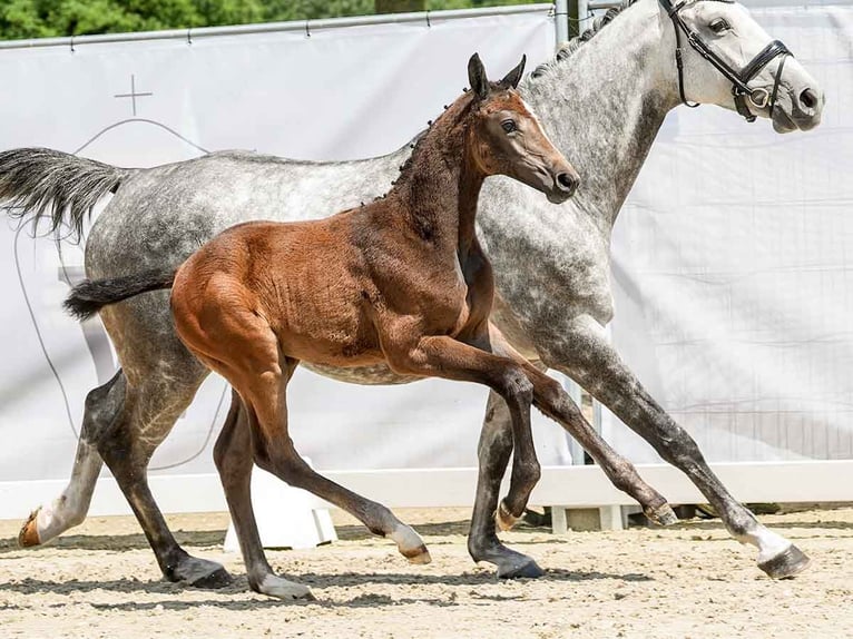 Westphalian Mare Foal (05/2024) Gray in Münster-Handorf