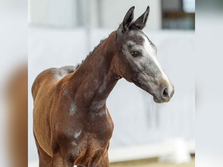 Westphalian Mare Foal (04/2024) Gray in Münster-Handorf