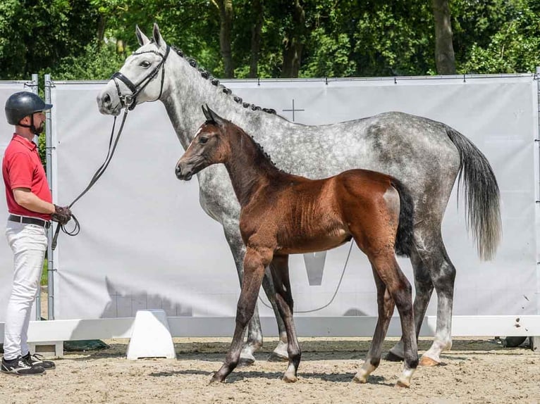 Westphalian Mare Foal (05/2024) Gray in Münster-Handorf