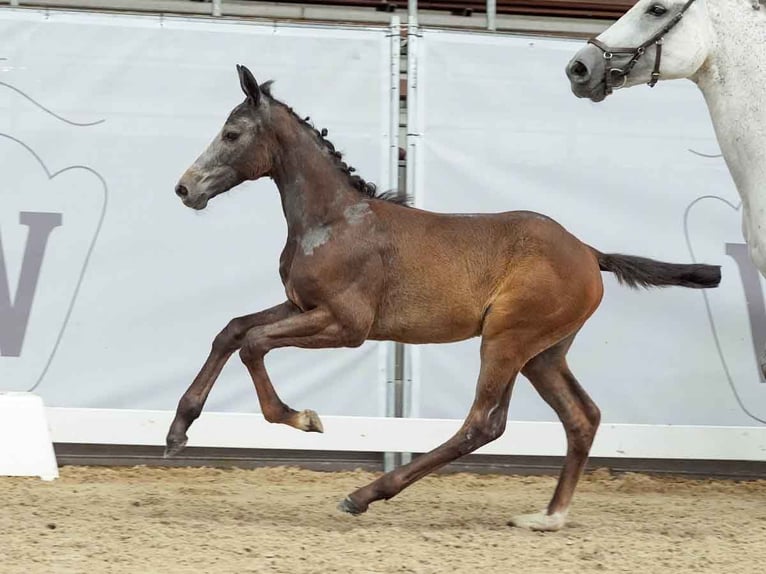 Westphalian Mare Foal (04/2024) Gray in Münster-Handorf