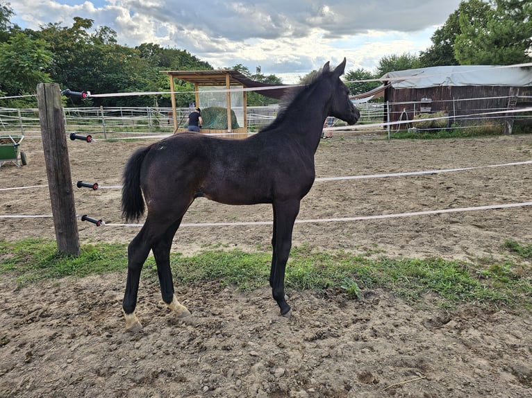 Westphalian Mare Foal (05/2025) Grey in Mannheim