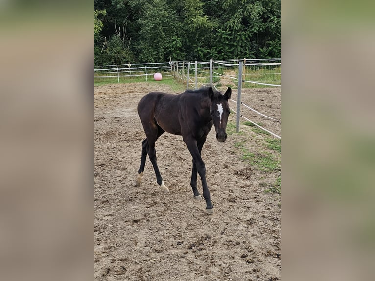 Westphalian Mare Foal (05/2025) Grey in Mannheim