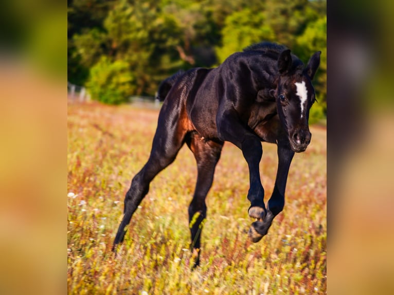 Westphalian Mare Foal (05/2025) Grey in Mannheim