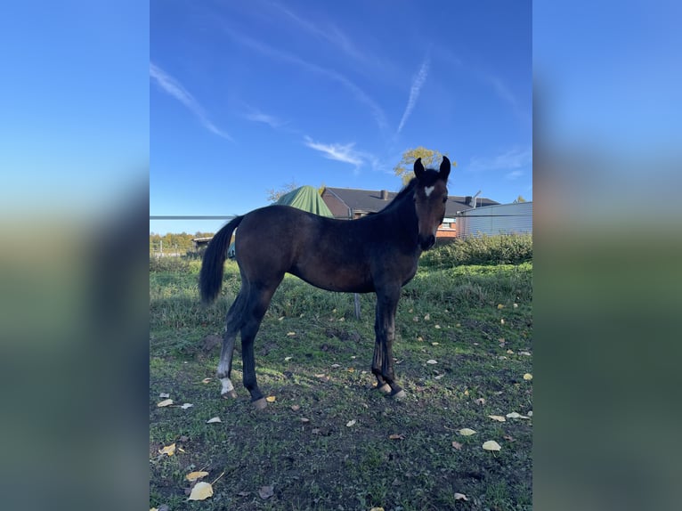 Westphalian Mare Foal (03/2025) Grey in Langenberg Westphalian Mare Foal (03/2025) Grey in Langenberg