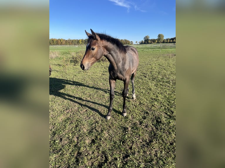 Westphalian Mare Foal (03/2025) Grey in Langenberg Westphalian Mare Foal (03/2025) Grey in Langenberg