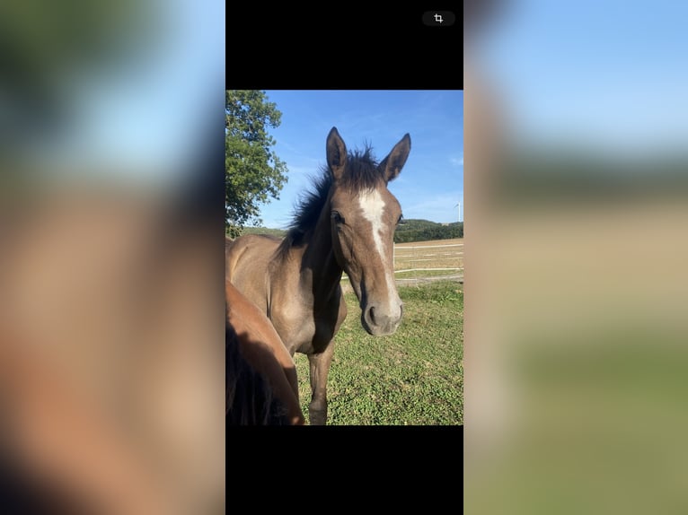 Westphalian Mare Foal (03/2025) Grey in Mayen