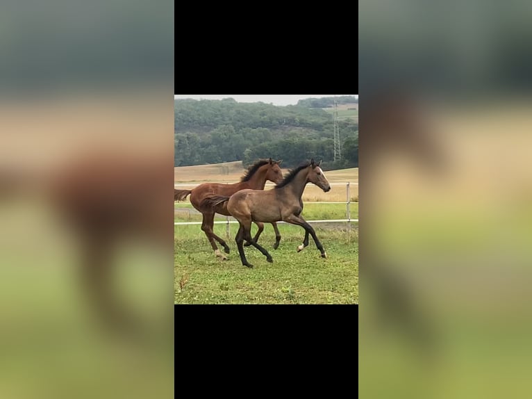Westphalian Mare Foal (03/2025) Grey in Mayen