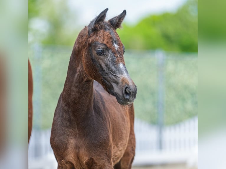 Westphalian Mare Foal (03/2026) Grey in Mnster-Handorf