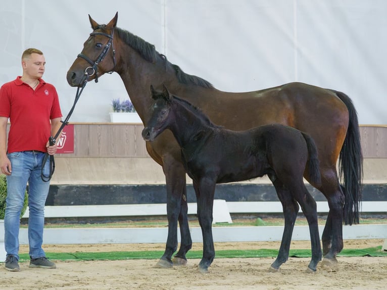 Westphalian Mare Foal (05/2026) Grey in Mnster-Handorf