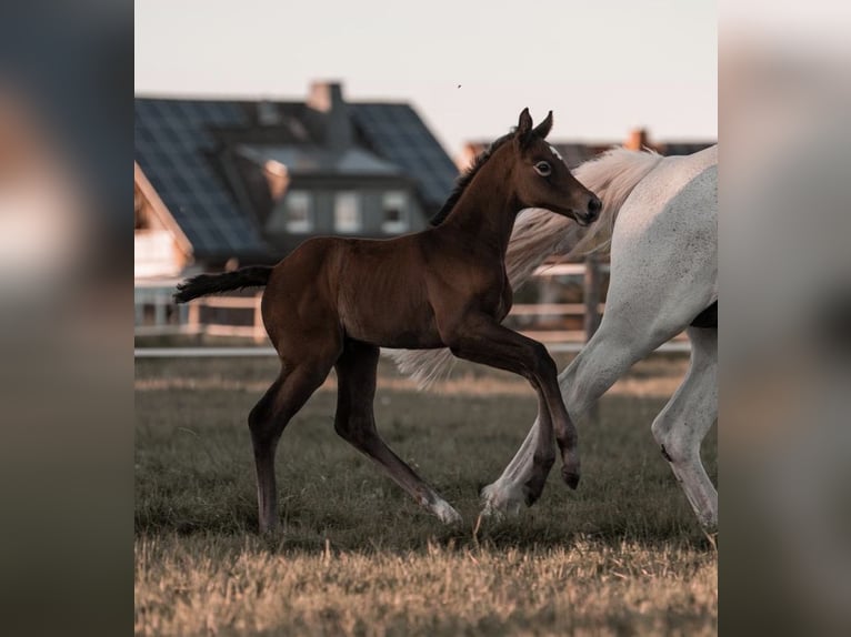 Westphalian Mare Foal (04/2025) Grey in Willebadessen
