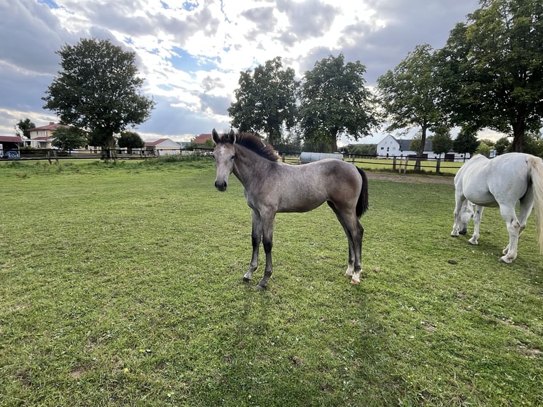 Westphalian Mare Foal (04/2025) Grey in Willebadessen