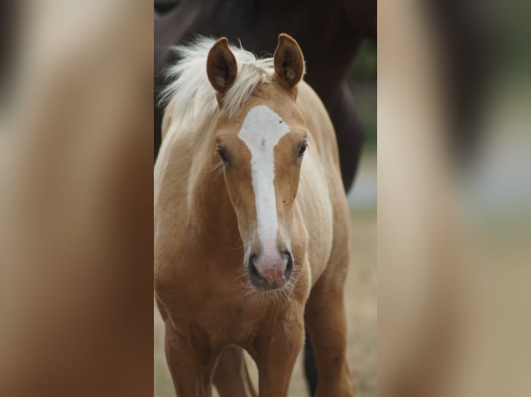 Westphalian Mare Foal (04/2026) Palomino in Neuenkirchen-Vörden
