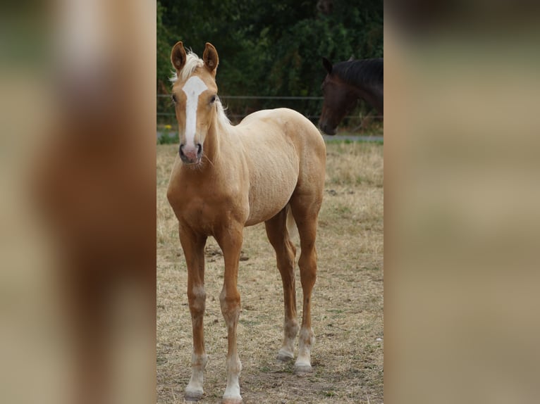 Westphalian Mare Foal (04/2026) Palomino in Neuenkirchen-Vörden