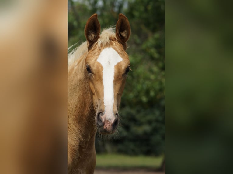 Westphalian Mare Foal (04/2026) Palomino in Neuenkirchen-Vörden