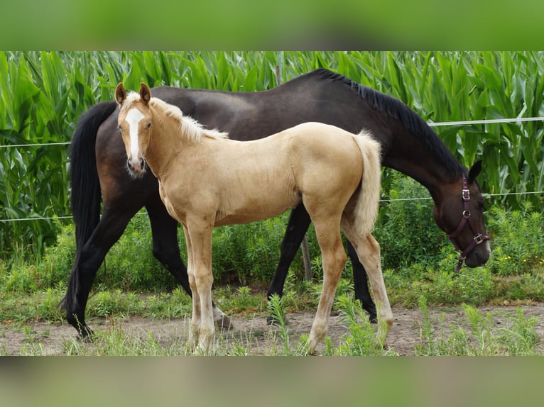 Westphalian Mare Foal (04/2026) Palomino in Neuenkirchen-Vörden