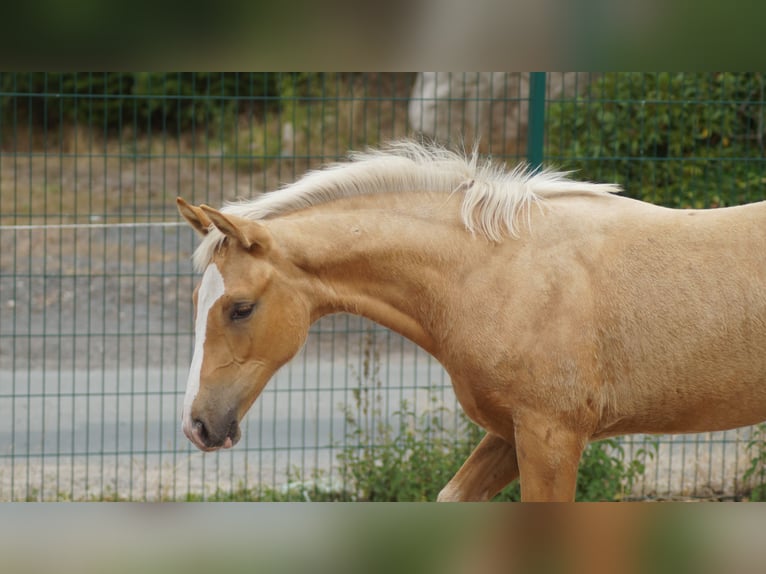 Westphalian Mare Foal (04/2026) Palomino in Neuenkirchen-Vörden