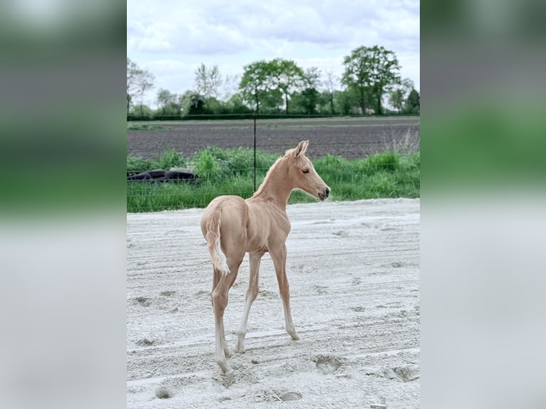 Westphalian Mare Foal (04/2025) Palomino in Ihlow Westphalian Mare Foal (04/2025) Palomino in Ihlow
