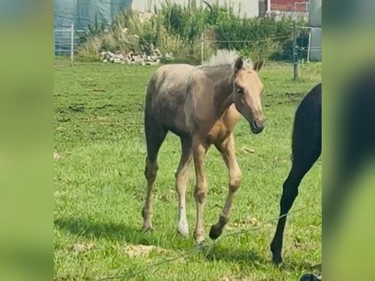Westphalian Mare Foal (04/2025) Palomino in Ihlow Westphalian Mare Foal (04/2025) Palomino in Ihlow