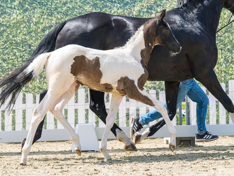 Westphalian Mare Foal (04/2026) Pinto in Mnster-Handorf