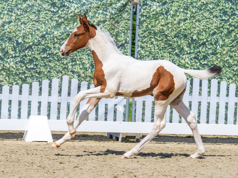 Westphalian Mare Foal (05/2026) Pinto in Mnster-Handorf