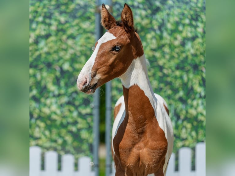 Westphalian Mare Foal (05/2026) Pinto in Mnster-Handorf