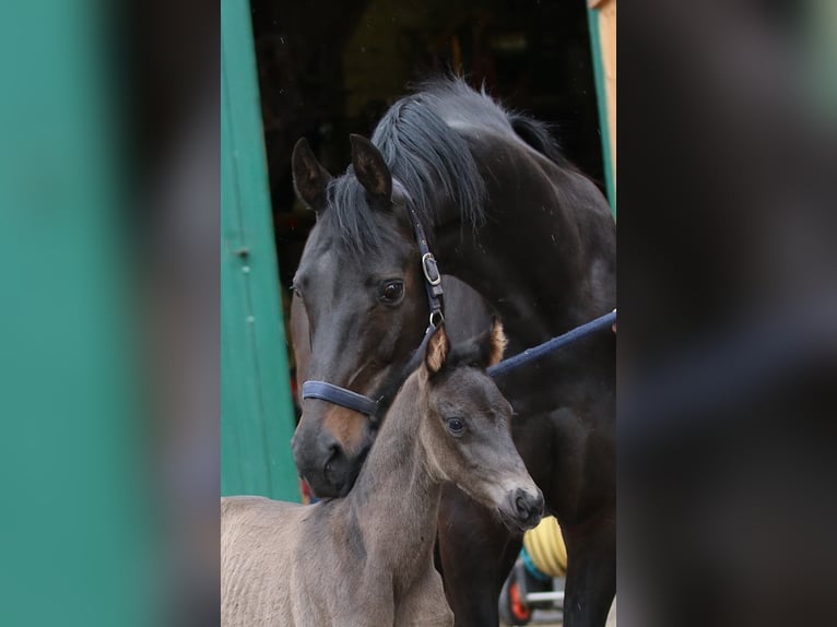 Westphalian Mare  Smoky-Black in Greven