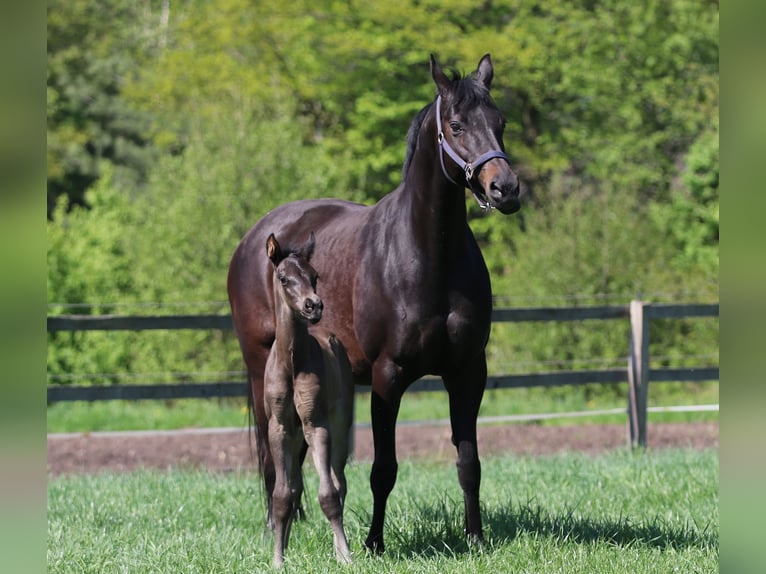 Westphalian Mare  Smoky-Black in Greven