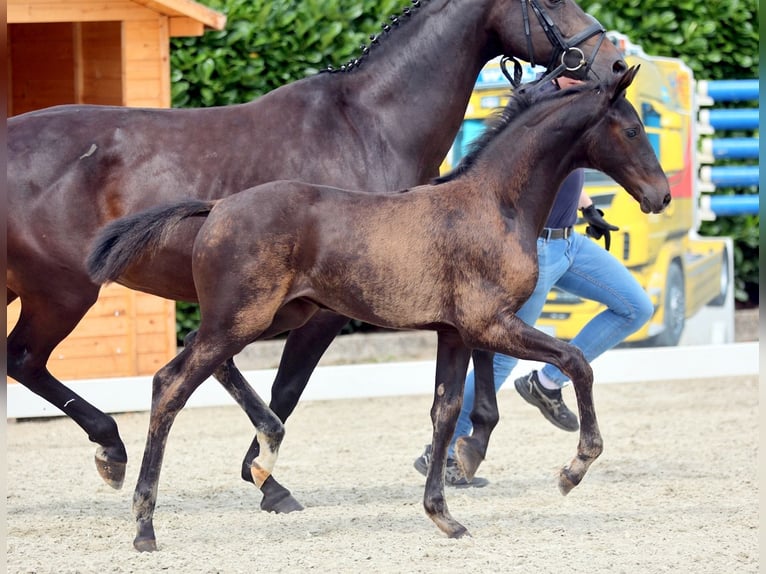Westphalian Mare  Smoky-Black in Greven