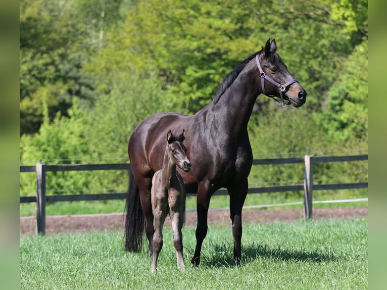 Westphalian Mare  Smoky-Black in Greven