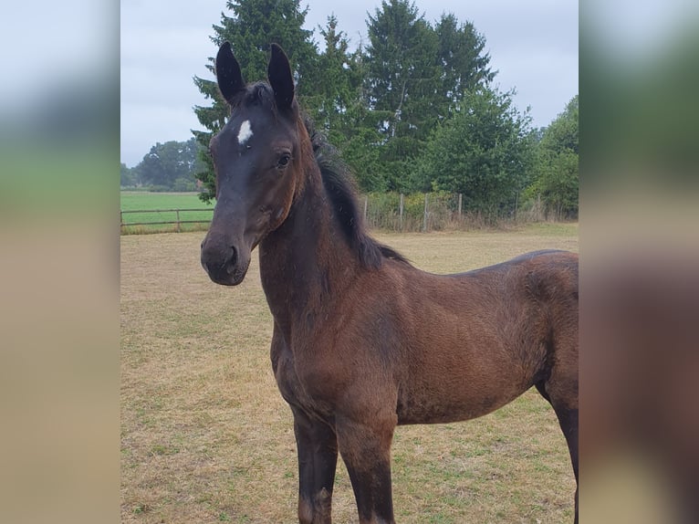 Westphalian Mare Foal (05/2025) Smoky-Black in Coesfeld