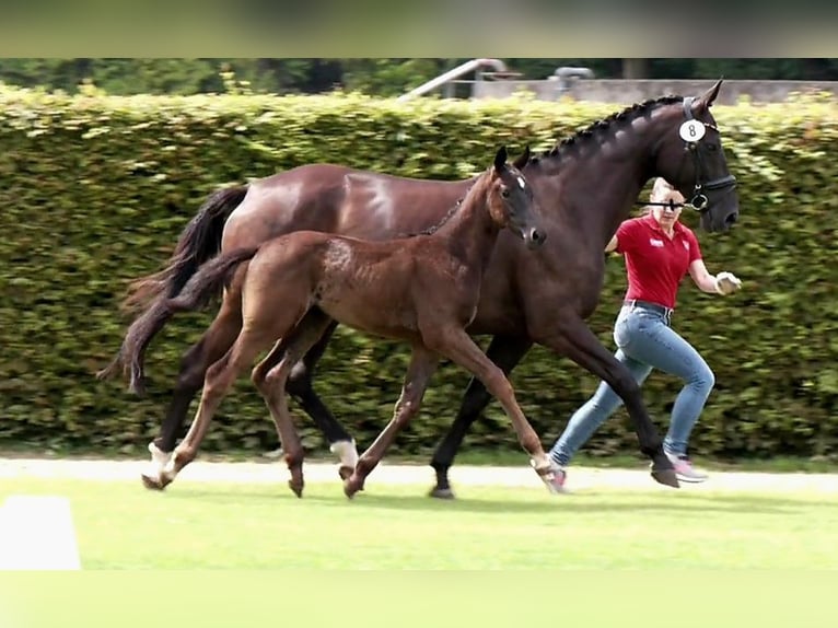 Westphalian Mare Foal (05/2025) Smoky-Black in Coesfeld