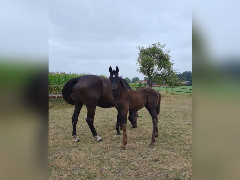 Westphalian Mare Foal (05/2025) Smoky-Black in Coesfeld