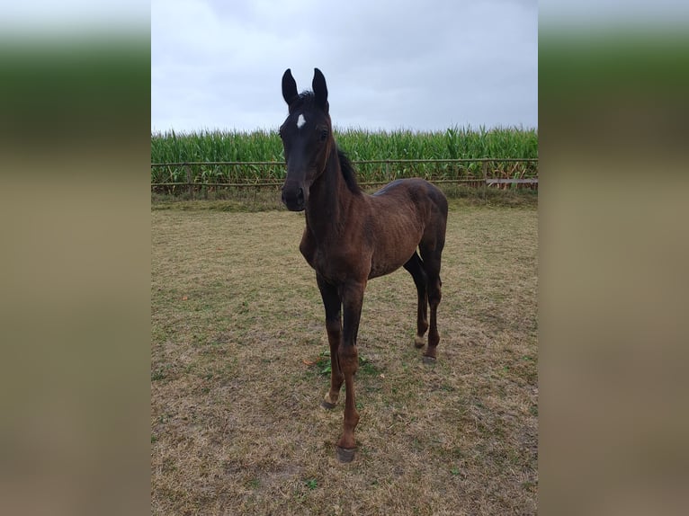 Westphalian Mare Foal (05/2025) Smoky-Black in Coesfeld