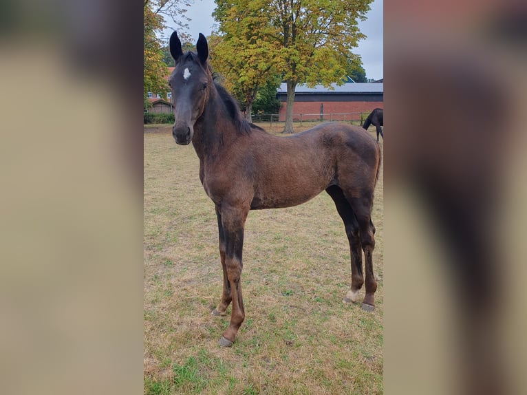 Westphalian Mare Foal (05/2025) Smoky-Black in Coesfeld