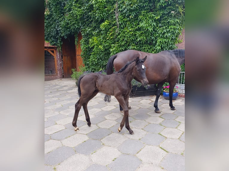 Westphalian Mare Foal (05/2025) Smoky-Black in Coesfeld