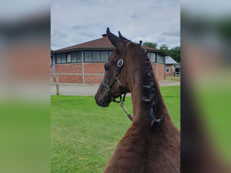 Westphalian Mare Foal (05/2025) Smoky-Black in Coesfeld
