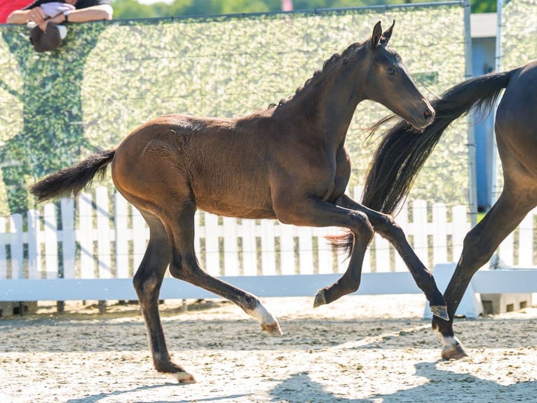 Westphalian Mare Foal (04/2026) Smoky-Black in Mnster-Handorf