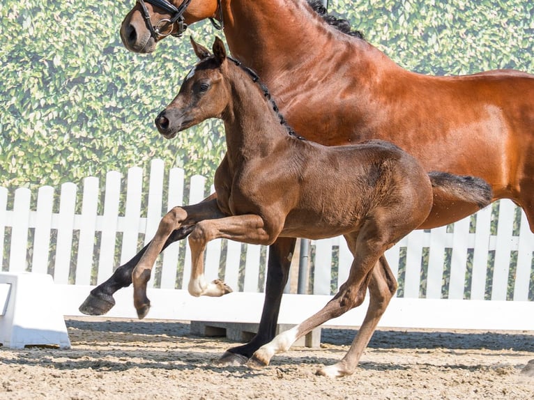 Westphalian Mare Foal (05/2026) Smoky-Black in Mnster-Handorf