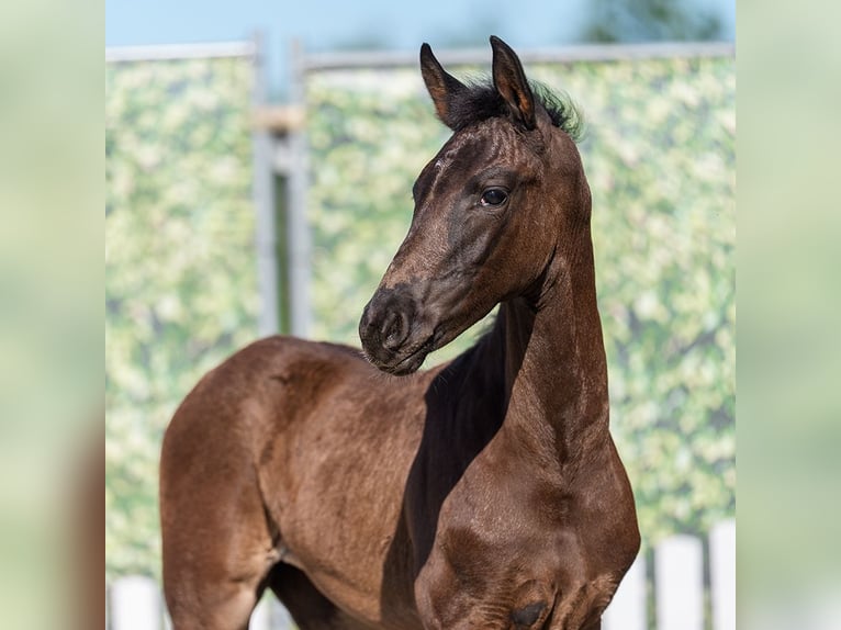 Westphalian Mare Foal (05/2026) Smoky-Black in Mnster-Handorf