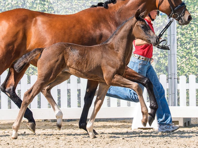 Westphalian Mare Foal (05/2026) Smoky-Black in Mnster-Handorf