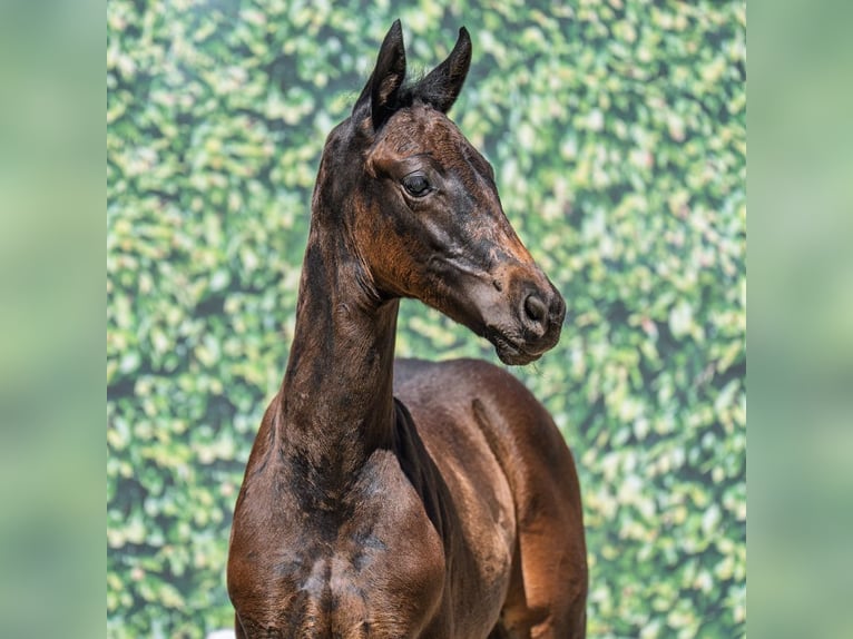Westphalian Mare Foal (05/2025) Smoky-Black in M&#xFC;nster-Handorf