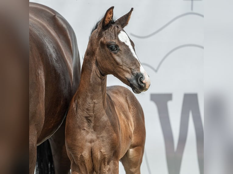 Westphalian Mare Foal (06/2024) Smoky-Black in Münster-Handorf