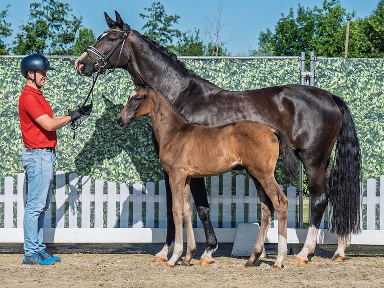 Westphalian Mare  Smoky-Black in M&#xFC;nster Handorf