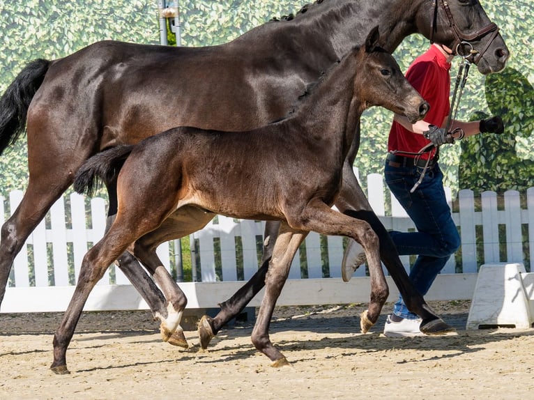 Westphalian Mare Foal (02/2026) Smoky-Black in Münster-Handorf